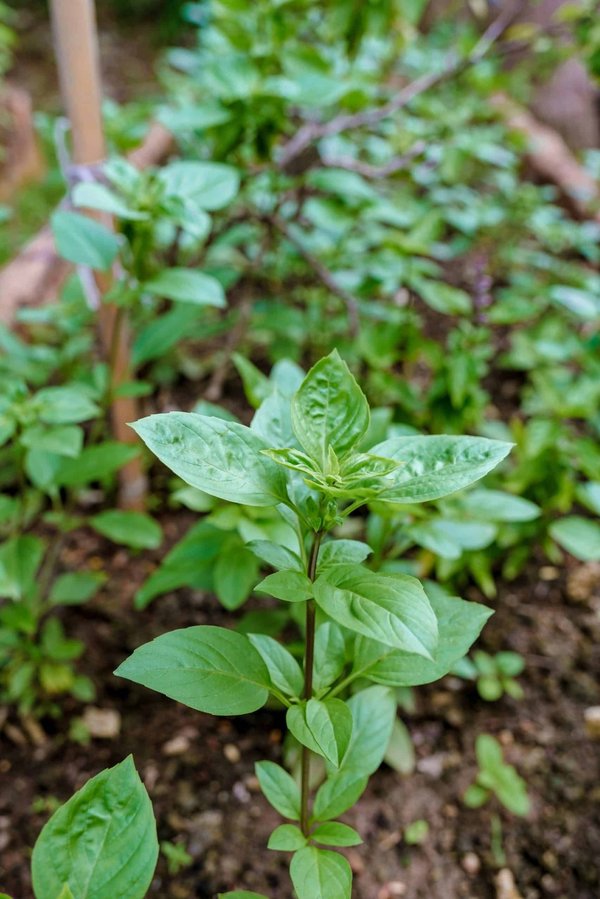 How the Automotive Industry is Adapting to Climate Change for a Greener Tomorrow